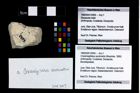 Foto (Objekt + Etikett) von Cracensigillatus acutirostris (Moericke, 1889)  (NHMW-GEO-1990-0041-2959)